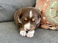 Erica, a female Miniature Australian Shepherd for sale in Homerville, GA – Photo 2 of 4