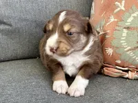 Erica, a female Miniature Australian Shepherd for sale in Homerville, GA – Photo 4 of 4