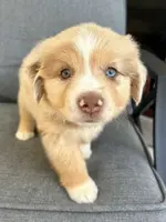 Honey, a female Miniature Australian Shepherd for sale in Homerville, GA – Photo 2 of 2