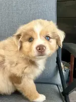 Honey, a female Miniature Australian Shepherd for sale in Homerville, GA – Photo 1 of 2