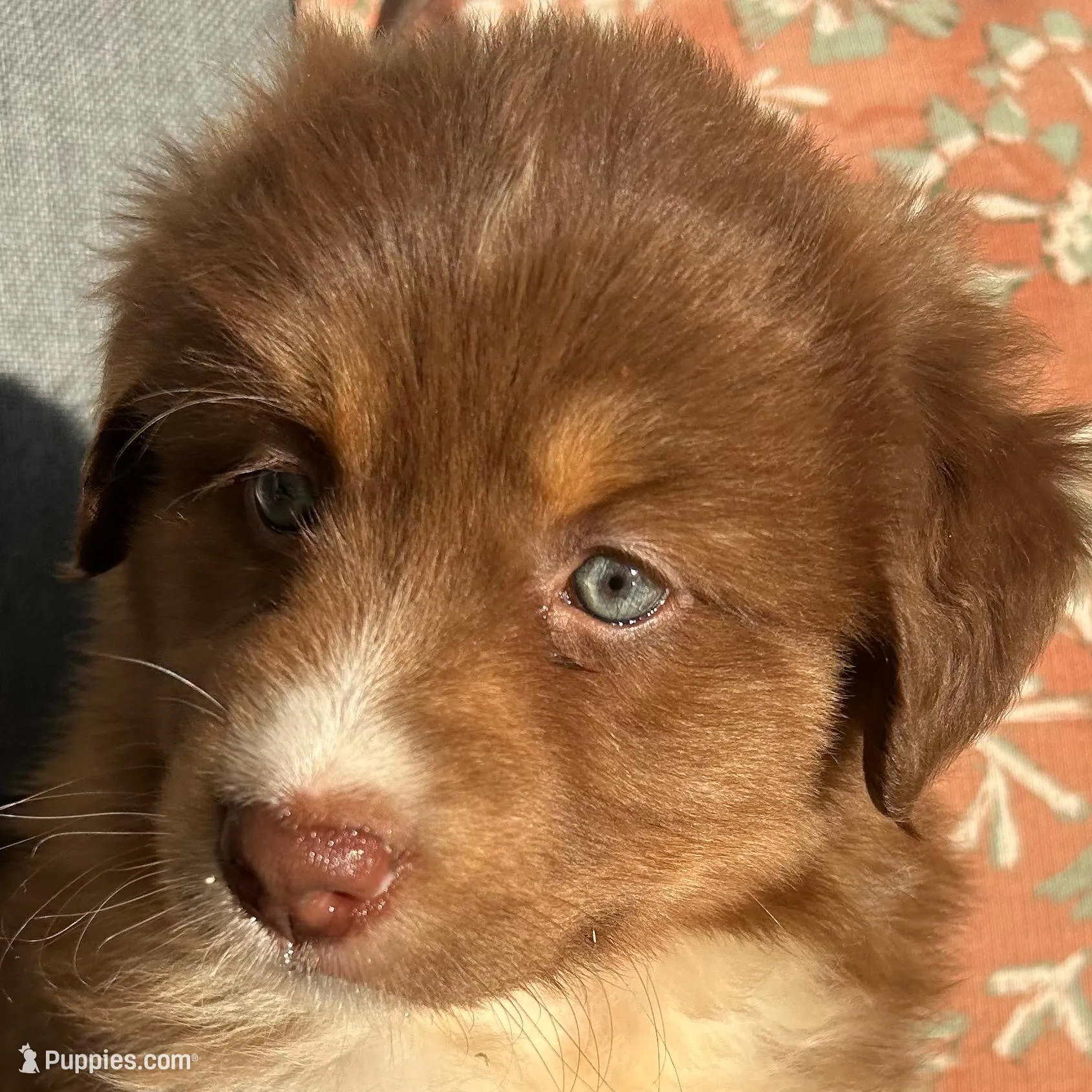 Henry – Miniature Australian Shepherd puppy for sale in Homerville, GA