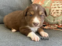 Henry, a female Miniature Australian Shepherd for sale in Homerville, GA – Photo 3 of 4