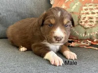 Henry, a female Miniature Australian Shepherd for sale in Homerville, GA – Photo 1 of 4