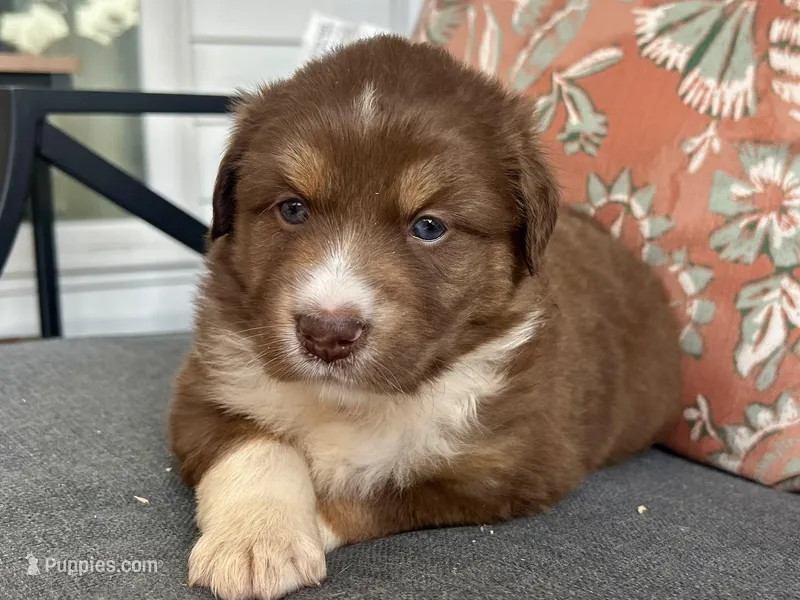 Henry – Miniature Australian Shepherd puppy for sale in Homerville, GA