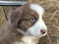 Ember, a female Miniature Australian Shepherd for sale in Homerville, GA – Photo 2 of 4