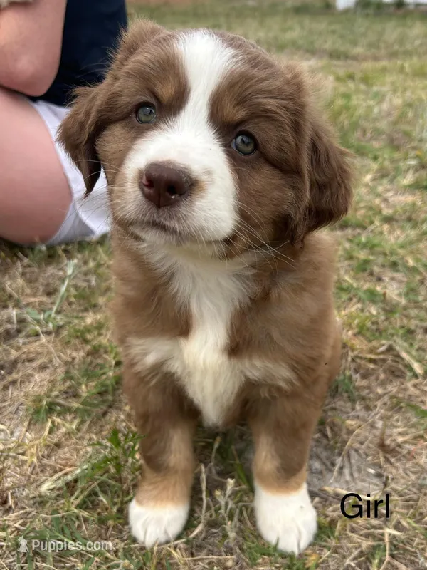 Ginger – Miniature Australian Shepherd puppy for sale in Homerville, GA