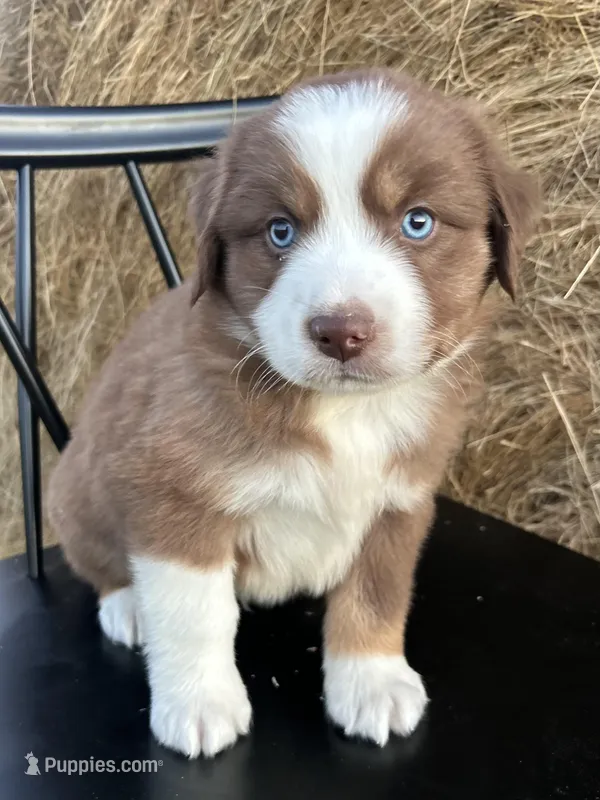 Ember – Miniature Australian Shepherd puppy for sale in Homerville, GA