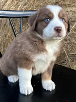 Ember, a female Miniature Australian Shepherd for sale in Homerville, GA – Photo 3 of 4