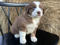Ember, a female Miniature Australian Shepherd for sale in Homerville, GA – Photo 4 of 4