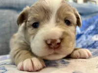 Kali, a female Miniature Australian Shepherd for sale in Homerville, GA – Photo 6 of 6