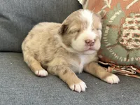 Kali, a female Miniature Australian Shepherd for sale in Homerville, GA – Photo 1 of 6