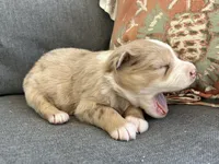 Kali, a female Miniature Australian Shepherd for sale in Homerville, GA – Photo 3 of 6