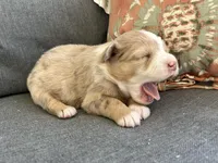 Kali, a female Miniature Australian Shepherd for sale in Homerville, GA – Photo 2 of 6