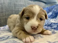 Kali, a female Miniature Australian Shepherd for sale in Homerville, GA – Photo 5 of 6