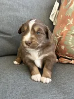 Maxine, a female Miniature Australian Shepherd for sale in Homerville, GA – Photo 4 of 4