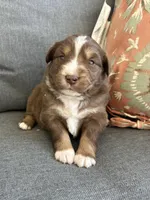 Maxine, a female Miniature Australian Shepherd for sale in Homerville, GA – Photo 2 of 4