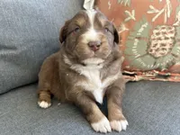 Maxine, a female Miniature Australian Shepherd for sale in Homerville, GA – Photo 1 of 4