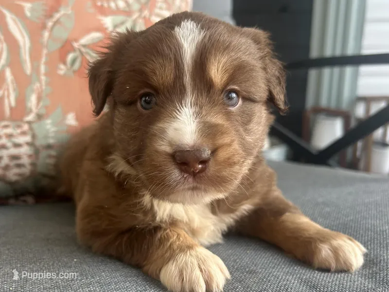 Maxine – Miniature Australian Shepherd puppy for sale in Homerville, GA