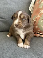 Maxine, a female Miniature Australian Shepherd for sale in Homerville, GA – Photo 3 of 4