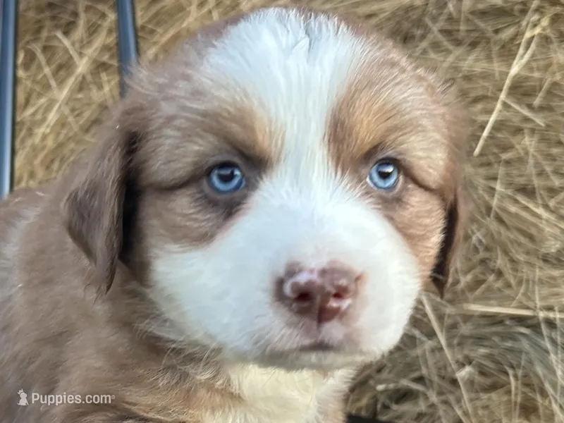 Rusty – Miniature Australian Shepherd puppy for sale in Homerville, GA