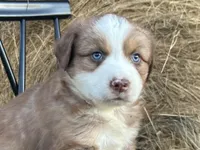 Rusty, a male Miniature Australian Shepherd for sale in Homerville, GA – Photo 2 of 5