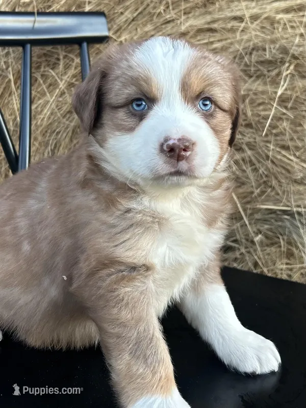 Rusty – Miniature Australian Shepherd puppy for sale in Homerville, GA