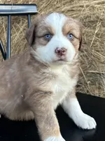 Rusty, a male Miniature Australian Shepherd for sale in Homerville, GA – Photo 4 of 5