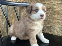 Rusty, a male Miniature Australian Shepherd for sale in Homerville, GA – Photo 5 of 5