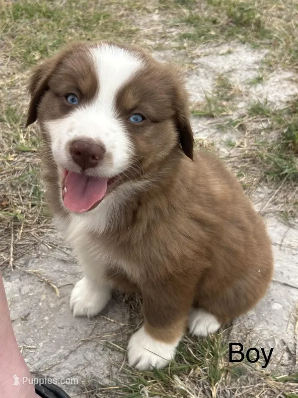 Rusty – Miniature Australian Shepherd puppy for sale in Homerville, GA