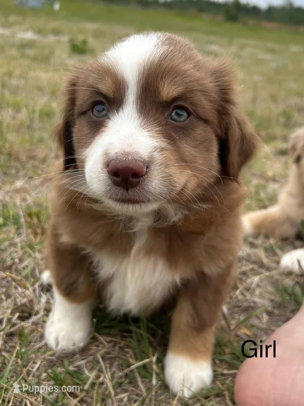 Maple – Miniature Australian Shepherd puppy for sale in Homerville, GA