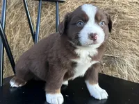 Maple, a female Miniature Australian Shepherd for sale in Homerville, GA – Photo 3 of 4