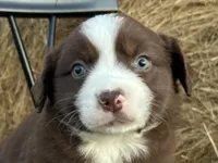 Maple, a female Miniature Australian Shepherd for sale in Homerville, GA – Photo 2 of 4