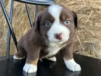 Maple, a female Miniature Australian Shepherd for sale in Homerville, GA – Photo 4 of 4