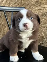 Maple, a female Miniature Australian Shepherd for sale in Homerville, GA – Photo 1 of 4