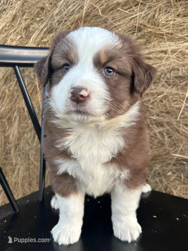 Copper – Miniature Australian Shepherd puppy for sale in Homerville, GA