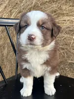 Copper, a male Miniature Australian Shepherd for sale in Homerville, GA – Photo 1 of 4