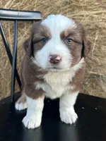 Copper, a male Miniature Australian Shepherd for sale in Homerville, GA – Photo 3 of 4