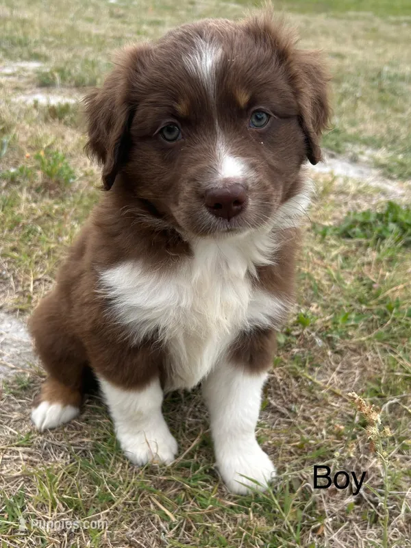 Blaze – Miniature Australian Shepherd puppy for sale in Homerville, GA