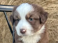 Copper, a male Miniature Australian Shepherd for sale in Homerville, GA – Photo 2 of 4
