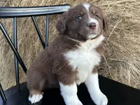 Scarlett, a female Miniature Australian Shepherd for sale in Homerville, GA – Photo 4 of 4
