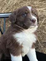 Scarlett, a female Miniature Australian Shepherd for sale in Homerville, GA – Photo 1 of 4