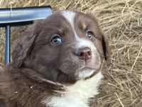 Scarlett, a female Miniature Australian Shepherd for sale in Homerville, GA – Photo 3 of 4