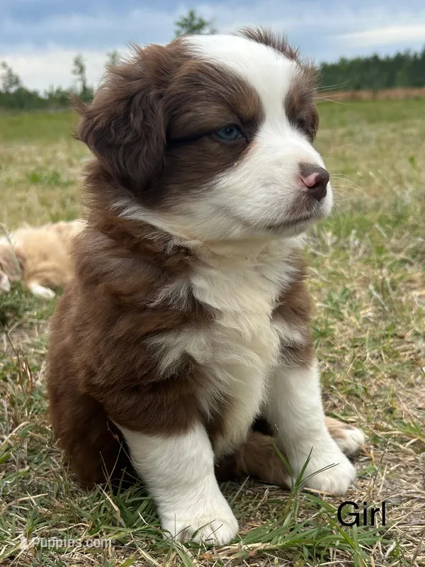 Scarlett – Miniature Australian Shepherd puppy for sale in Homerville, GA