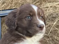 Scarlett, a female Miniature Australian Shepherd for sale in Homerville, GA – Photo 2 of 4