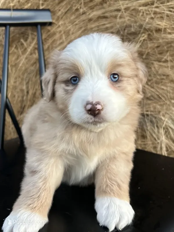 Pheonix – Miniature Australian Shepherd puppy for sale in Homerville, GA