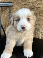 Pheonix, a male Miniature Australian Shepherd for sale in Homerville, GA – Photo 1 of 4