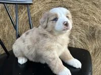 Pheonix, a male Miniature Australian Shepherd for sale in Homerville, GA – Photo 4 of 4