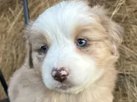 Pheonix, a male Miniature Australian Shepherd for sale in Homerville, GA – Photo 2 of 4