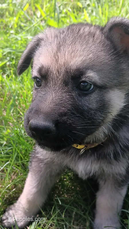 Summer – German Shepherd Dog puppy for sale in Canton, PA