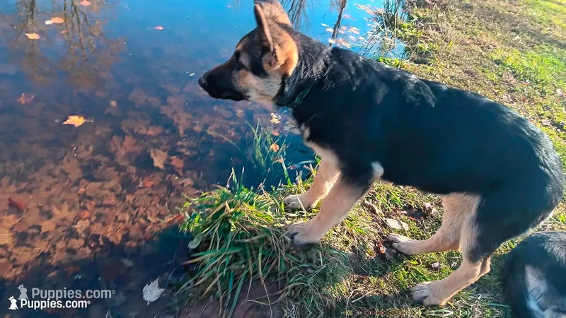 Sydney (brown collar) . – German Shepherd Dog puppy for sale in Canton, PA